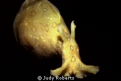 Sea Hare, Photographed in KeyLargo shallow waters. by Judy Roberts 